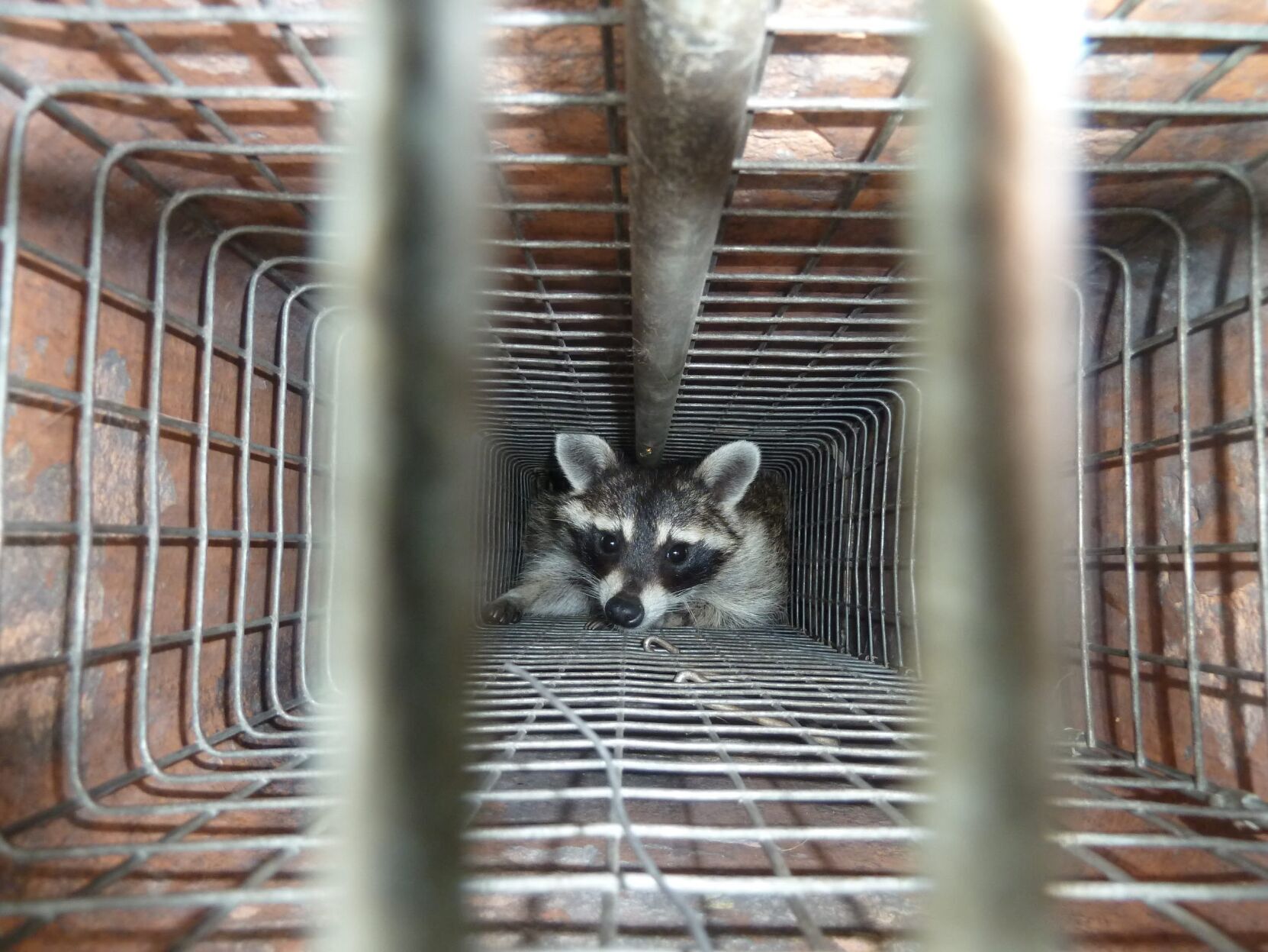 raccoon 5.JPG